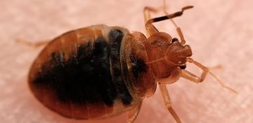 Bed Bug Control
