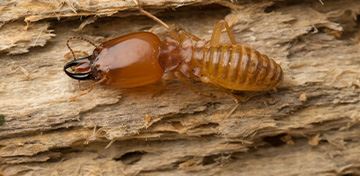 Termite Control