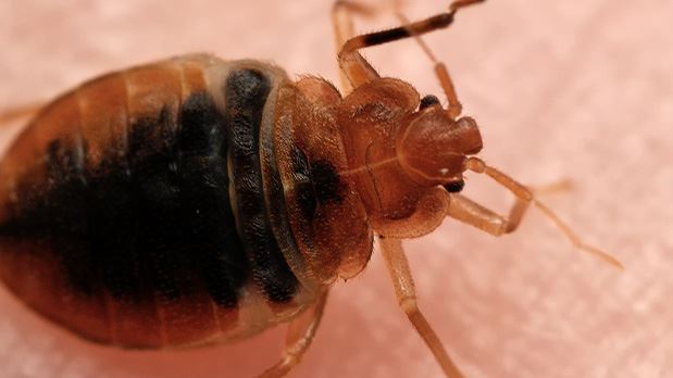 Bed Bugs