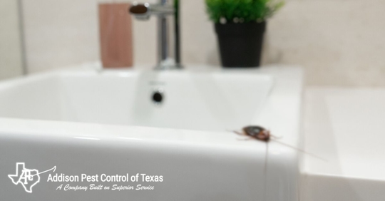 Cockroach in the bathroom on the sink