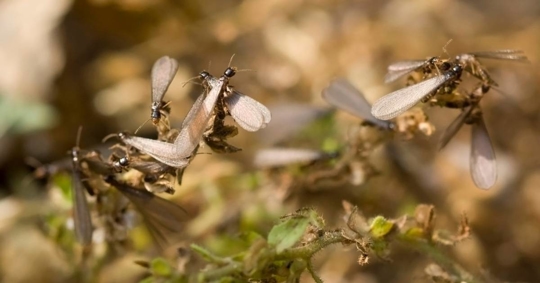 Swarming termites
