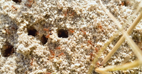 Fire ants on ant bed