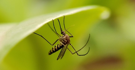mosquito on leaf