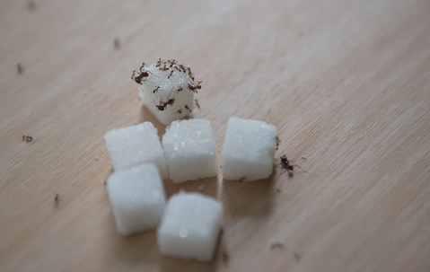 ant on sugar cube