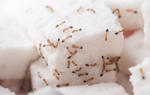 ants on sugar cube