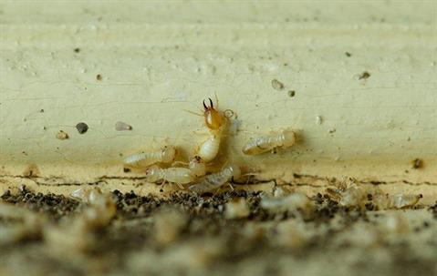 termites up close
