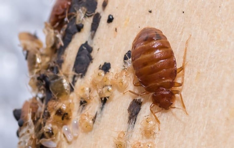 bed bug with larve