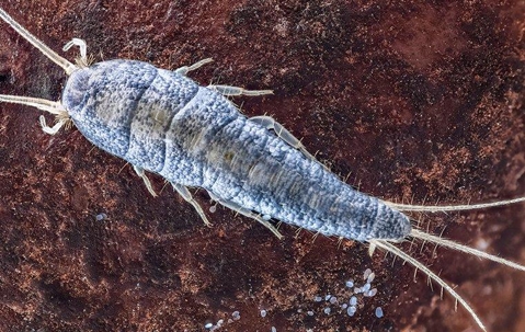 silverfish up close