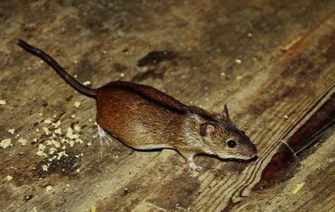 mouse