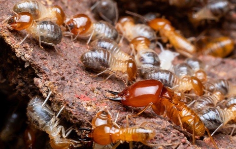 termite swarm up close