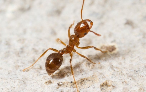 ant up close