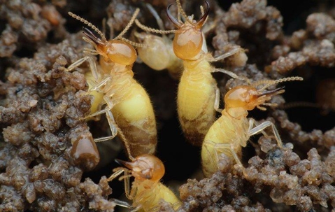 termite up close