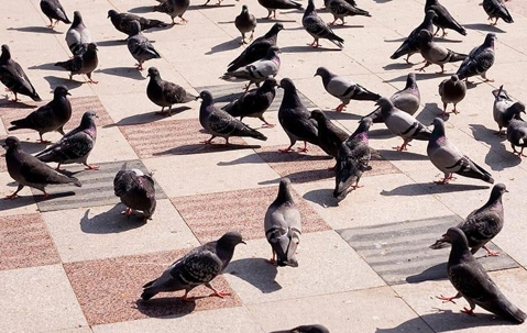 pigeons