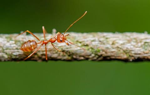 ant on rope