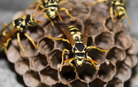 hornet nest up close