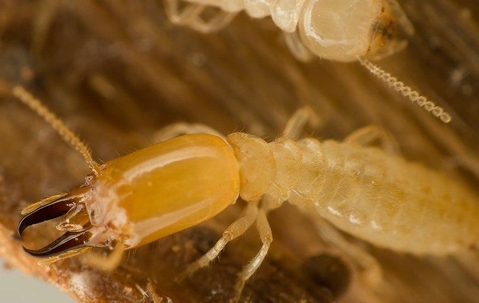 termite