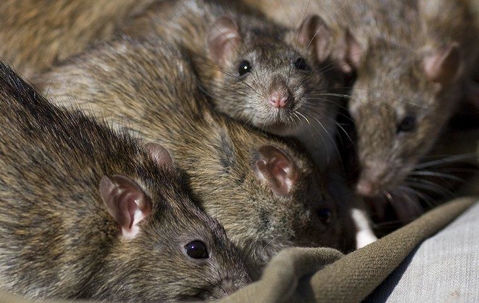 alot of mice huddled together